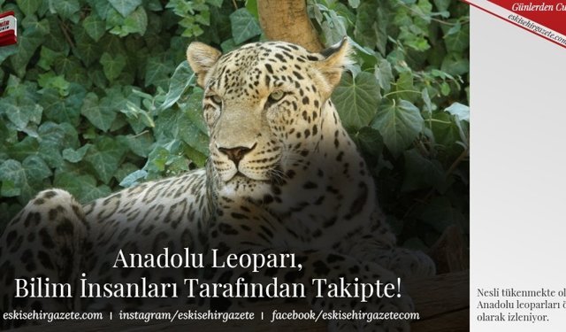 Anadolu Leoparı, Bilim İnsanları Tarafından Takipte!
