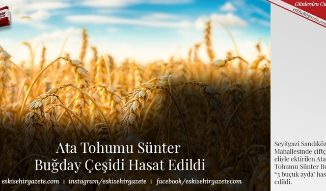 Ata Tohumu Sünter  Buğday Çeşidi Hasat Edildi
