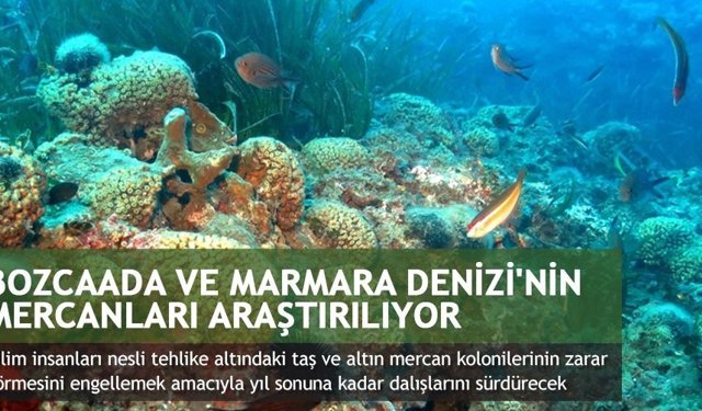 Bozcaada ve Marmara Denizi'nin mercanları araştırılıyor