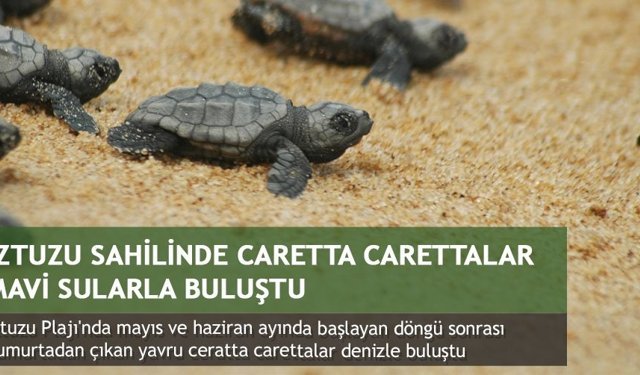 İztuzu sahilinde caretta carettalar mavi sularla buluştu