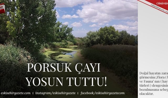 PORSUK ÇAYI YOSUN TUTTU!