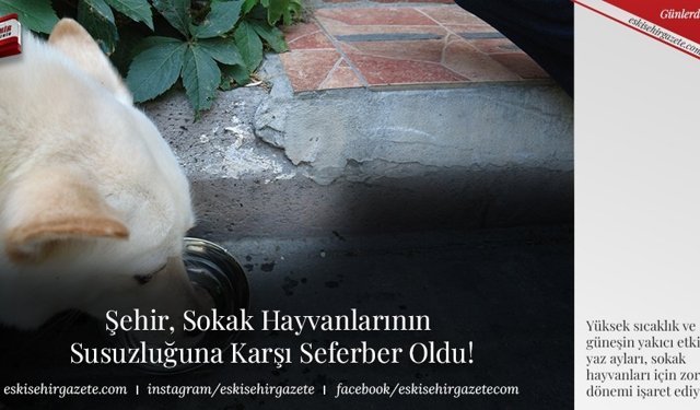 Şehir, Sokak Hayvanlarının  Susuzluğuna Karşı Seferber Oldu!